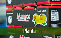 4planta.jpg