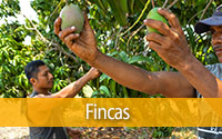 5fincas.jpg